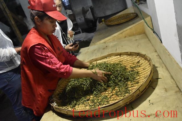 Five Factors Affecting the Quality of Tea Kneading-1