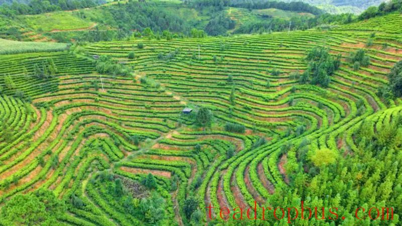 Pingzhai, Qiubei: Green Leaves Turn into Red Tickets—Tea Fragrance Enriches Rural Households-5