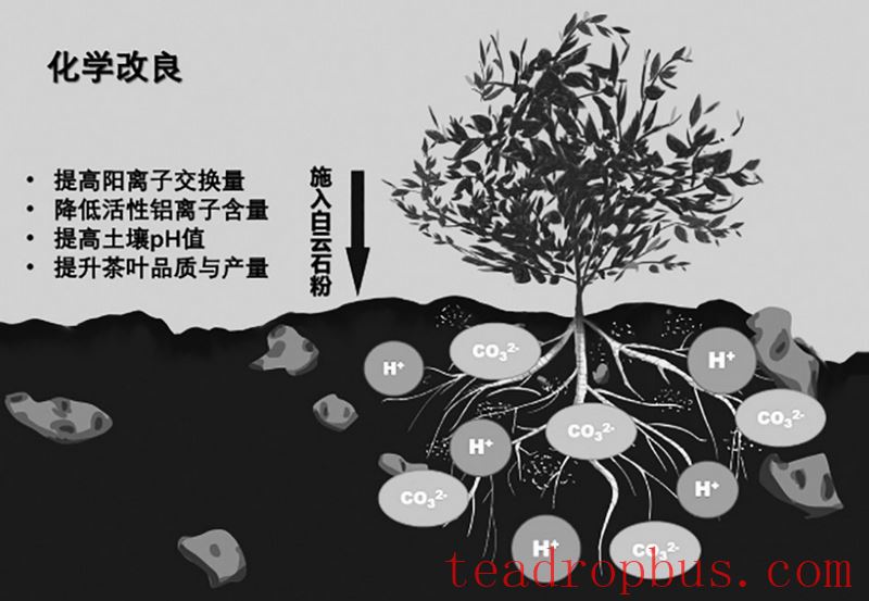Teagarden Management: Remediation Measures for Soil Acidification in Teagardens-2