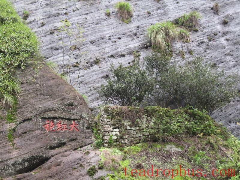Intangible Cultural Heritage of Humanity: Traditional Chinese Tea Processing Skills - Oolong Tea Chapter — Wuyi Rock Tea (Da Hongpao)-2