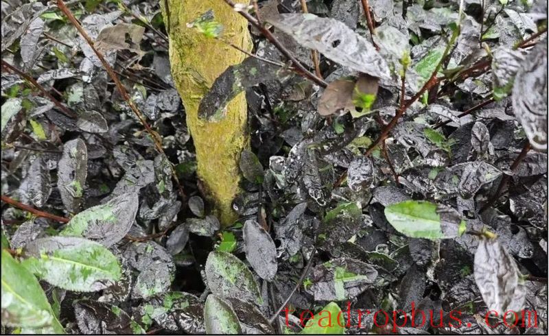 Main Pest in Yibin Tea Gardens: 