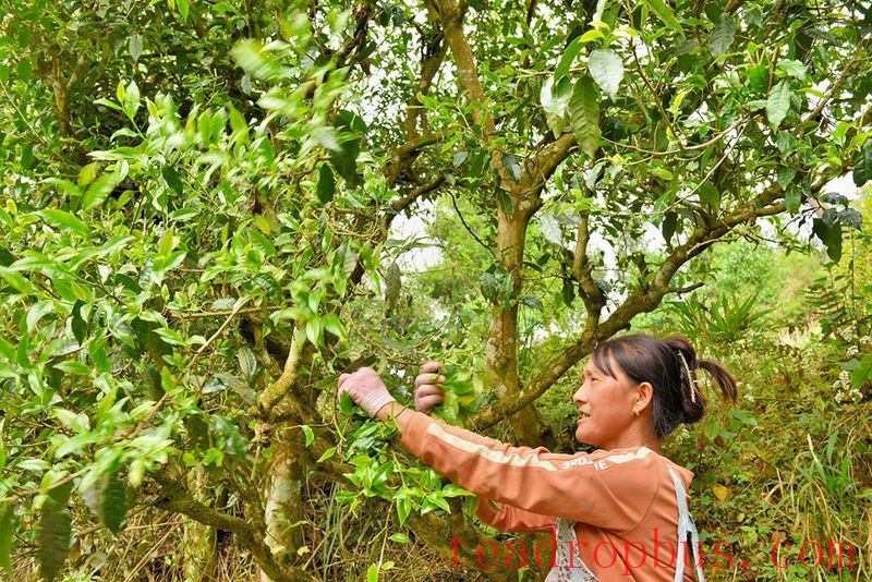 Changning Refuses to be the Forgotten One, Forging a New Path in Tea-7