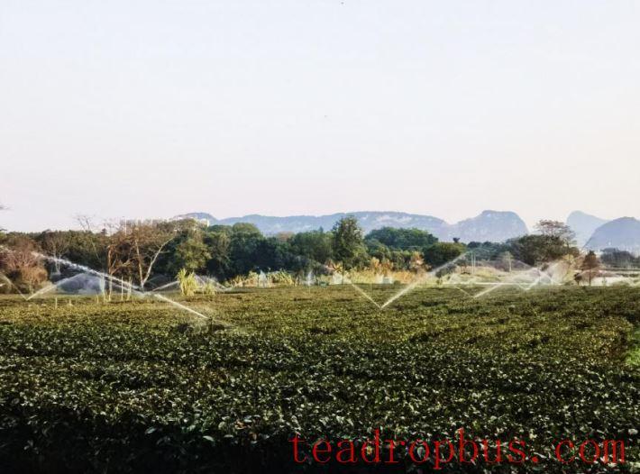 How Tea Production Can Cope with Severe Cold Weather-5