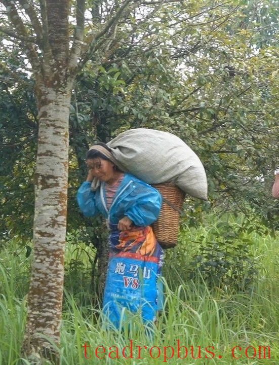 Jingdong County Plays the 'Eco-Card' in Tea Industry to Pave a Path for Farmers' Income Growth and Prosperity-6