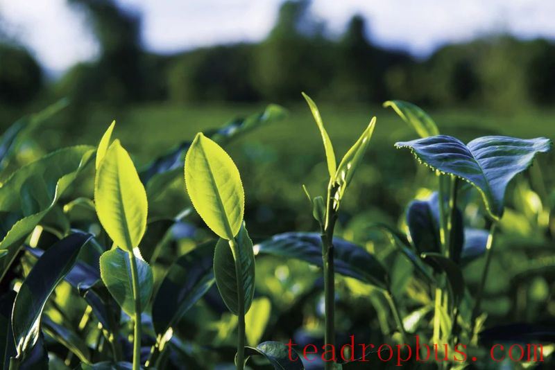 A Discussion on the Withering and Drying Processes of White Tea-4