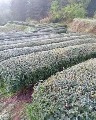 Countermeasures for Frost Damage in Guizhou's Spring Tea Gardens in 2025-3