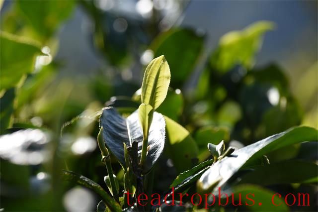 Control Strategy for Major Tea Plant Pests and Diseases in 2025-1