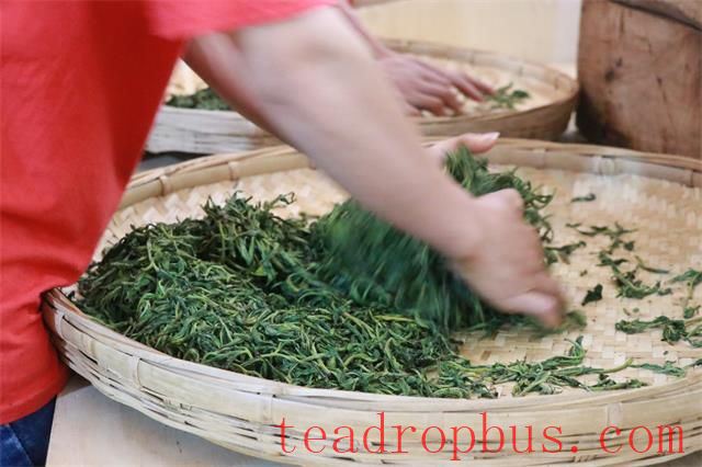 Why is the gravity kneading method used for Pu'er tea?-1