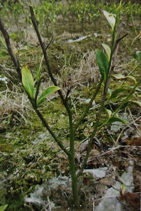 Physiological Protection of White Tea-9