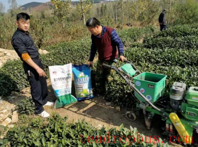Tea Garden Management — Scientific Application of Base Fertilizer for Tea Trees in Autumn 2025-3