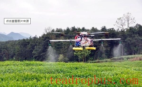 What are the effects of foliar fertilization on tea quality and yield?-1