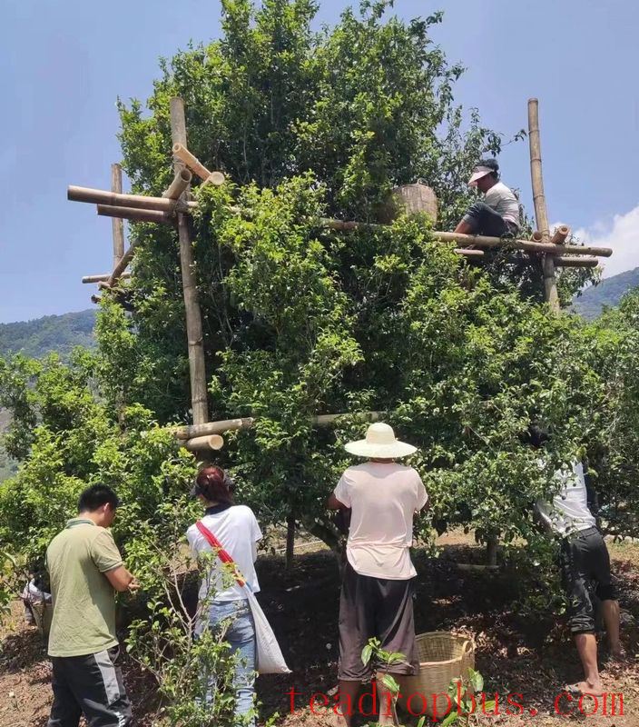 Mawan Town: The Ancient Tea Garden Area of Wenling Helps Increase Farmers' Income-2