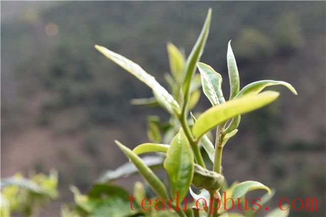 Tracing the Origins of Tea in Wa Village-1