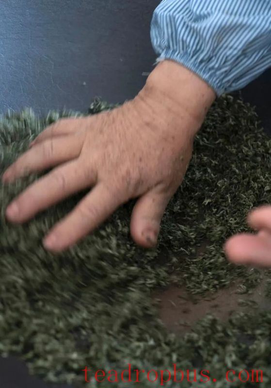 The Story Behind the Harvest and Production of Biluochun Tea-10