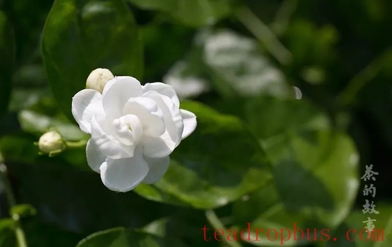 A Lovely Jasmine Flower, Savor Its Beauty, Retain Its Grace-1