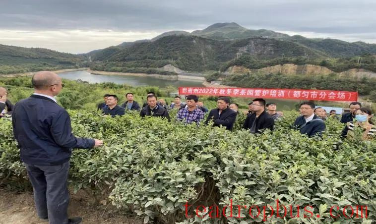 Winter Management Highlights: Tea Gardens Engaged in Autumn-Winter Management Training-3