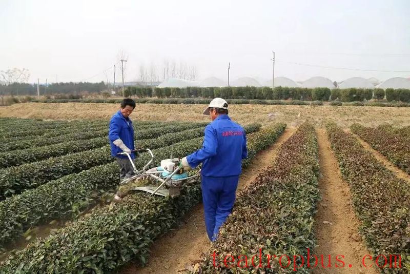 Guidance on Measures for Tea Trees in Rizhao City to Cope with Persistent Rain, Snow, and Freezing Weather-4