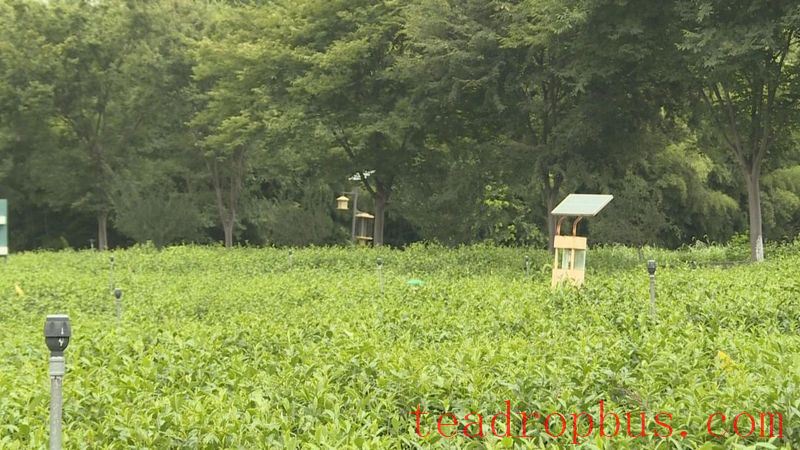 Yizheng City Tea Company Receives Carbon Footprint Label Certification, Providing a Model for the Green Transformation of the Entire Tea Industry Chain-4