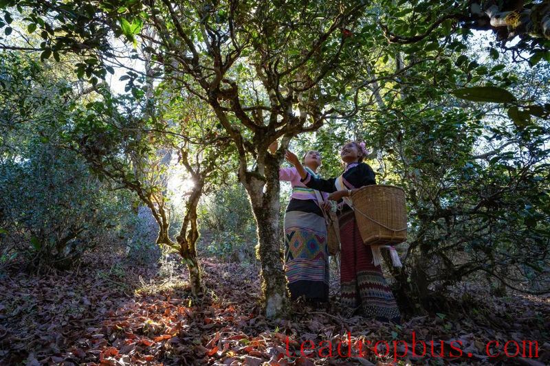 The People's Daily Overseas Edition Praises Pu'er Jingmai Tea: A Journey Through Jingmai Mountain with the Fragrance of Tea Traveling Far and Wide-4