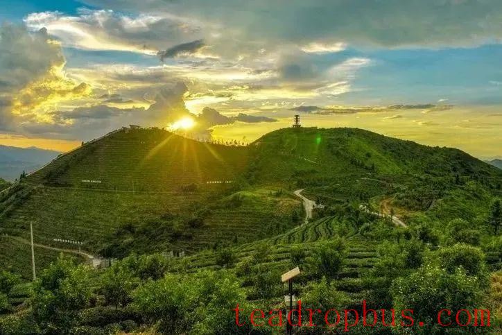 Intangible Cultural Heritage of Humanity: Traditional Chinese Tea Processing Skills - Chapter ① on Oolong Tea – Tieguanyin-1