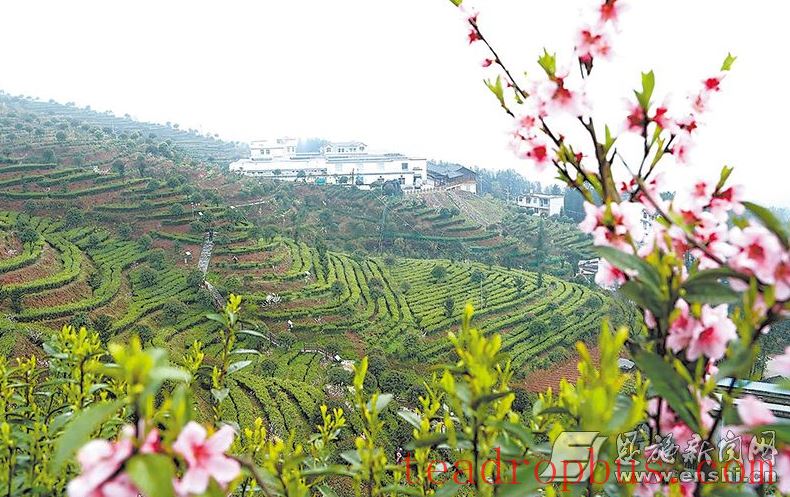 Displaying the Beauty of Ecological Diversity in Tea Mountains —— Behind the Scenes of Hubei Enshi Lanbei Yulü Taohuayuan's Selection as One of 