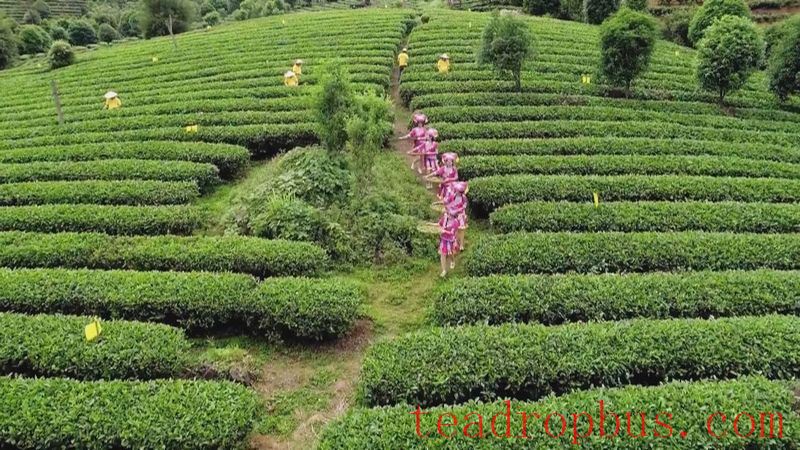 Wuzhou: Quality Brands Empower the Upgraded Development of Liubao Tea Industry Chain-9