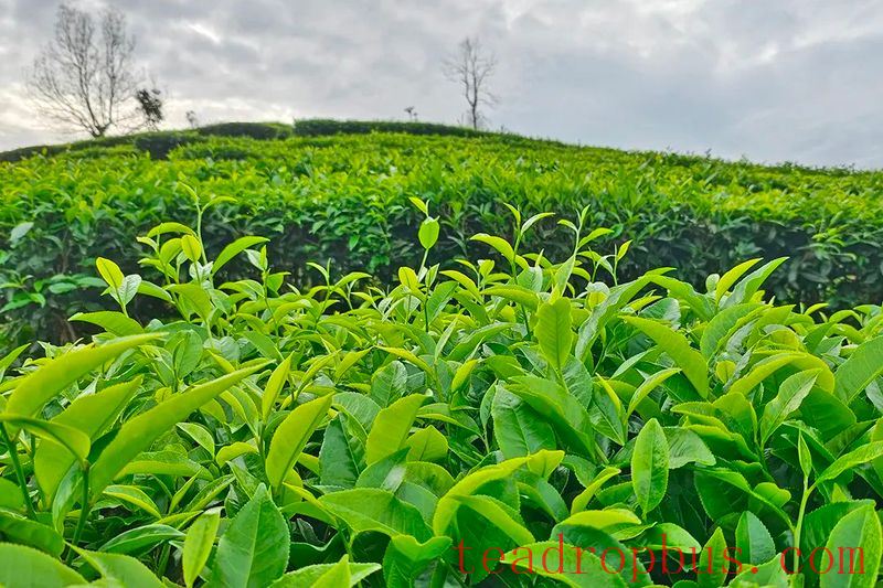 Mengtong: Tea Picking in the Cloudy Tea Sea is in Full Swing-2