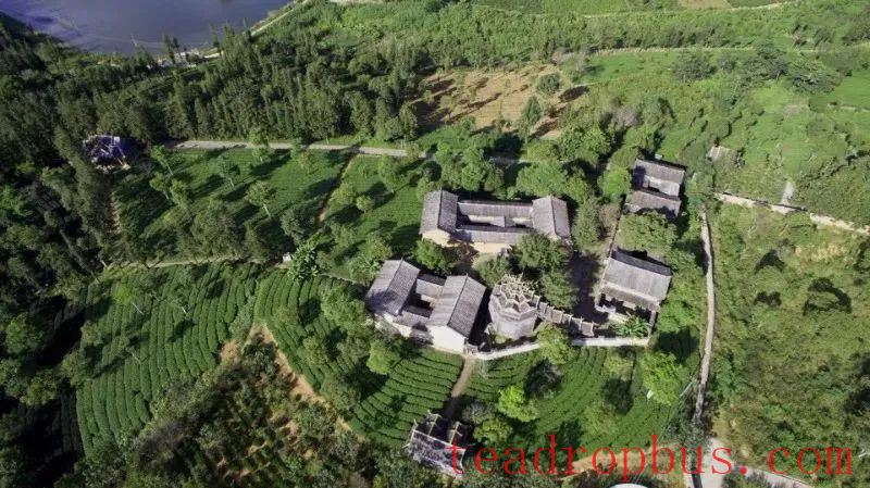 Tea Fragrance from Xishuangbanna: The New-Style Tea Garden of Menghai Dayi Ecological Tea Garden-1