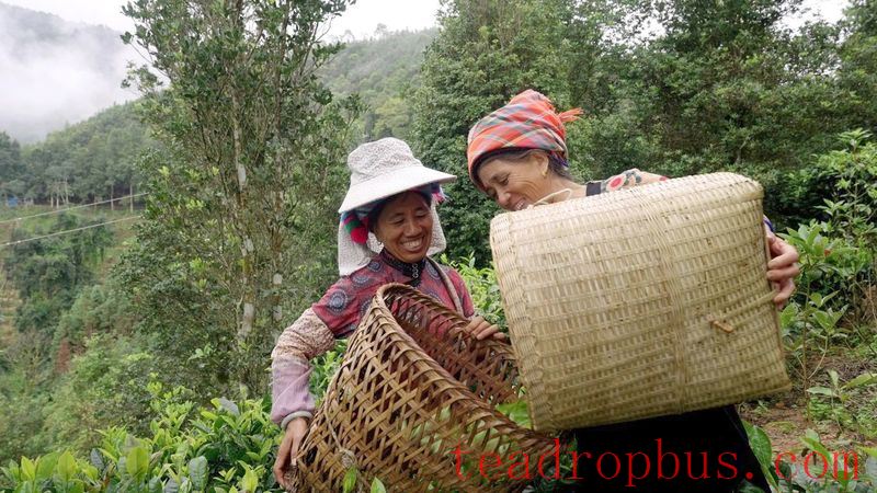 Pinghe Town, Luchun: Promoting High-Quality Development of the Tea Industry, Tea Farmers Embrace a 'Golden Career'-5