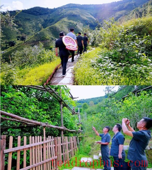 Mengku People's Court: The “Maple” Breeze Refreshes the Green Hills of the Tea Village; Justice Nurtures the People and Builds Peace-4