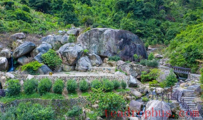 Wei Yin Tea Estate: Zen in the Aroma of Tea-6