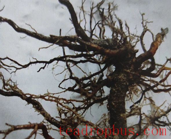 Physiological Protection of White Tea-6