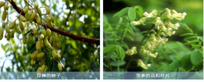 The Occurrence Pattern and Control Techniques of the Tea Green Leafhopper-5