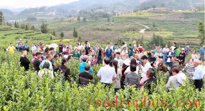 2025 Winter Management Field Training for Guizhou Tea Gardens Held in Pu'an County-2