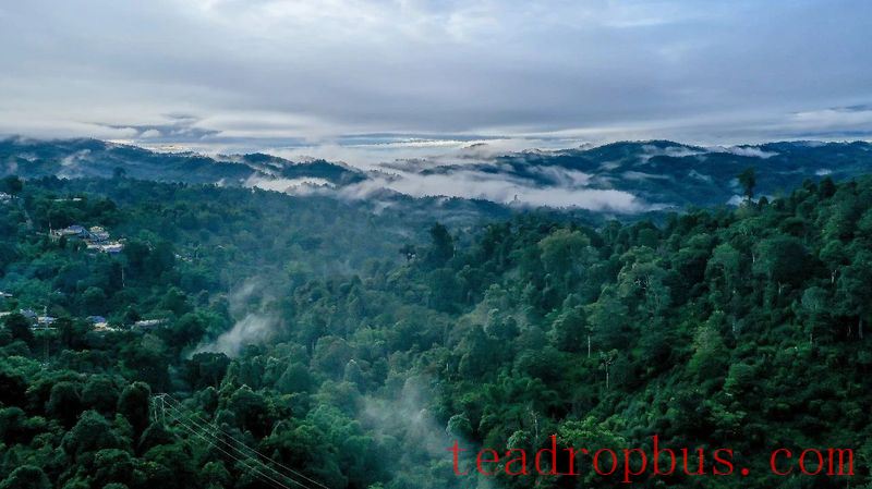 June Stretches Long, Meeting the Boundless Green of the He Kai Tea Garden-1