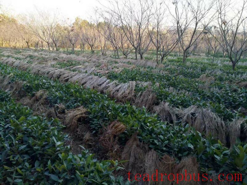 Tea and Meteorology: Types of Frost Damage in Tea Gardens and Low-Temperature Emergency Protection Techniques-10