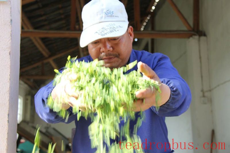 How is a high-quality Anji White Tea born?-7