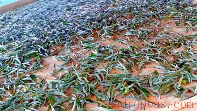 Pingzhai, Qiubei: Green Leaves Turn into Red Tickets—Tea Fragrance Enriches Rural Households-4