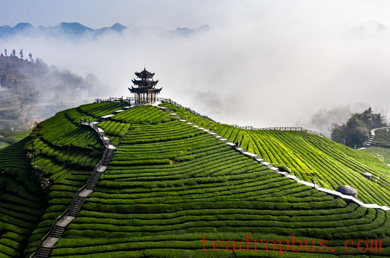 Processing Technology: Optimization of High-Quality Dark Tea Piling Process-1