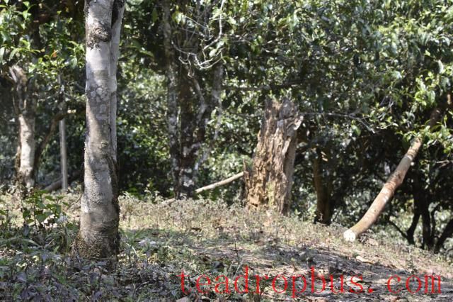 What are the characteristics of the growing environment for Pu'er tea trees?-2