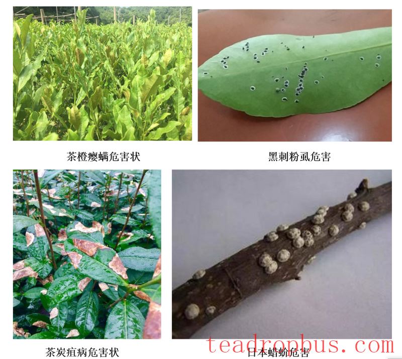 Winter Tea Garden Sealing Is Timely for Tea Trees-1