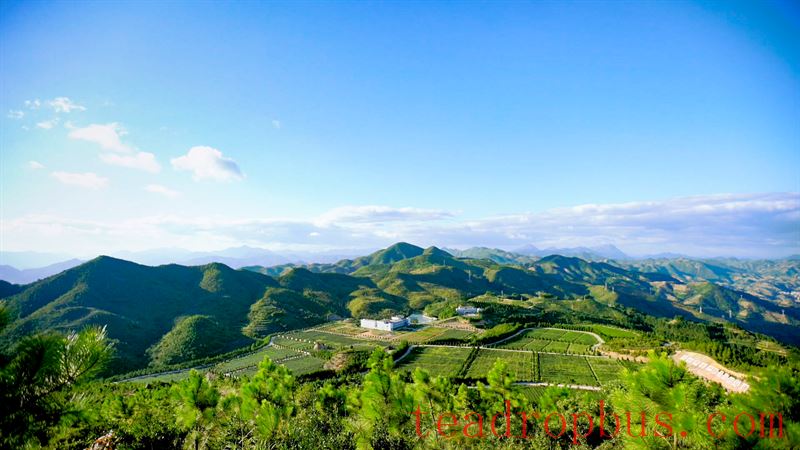 Zhongmin Wei's Tea Estate: A Picturesque and Poetic Landscape-16
