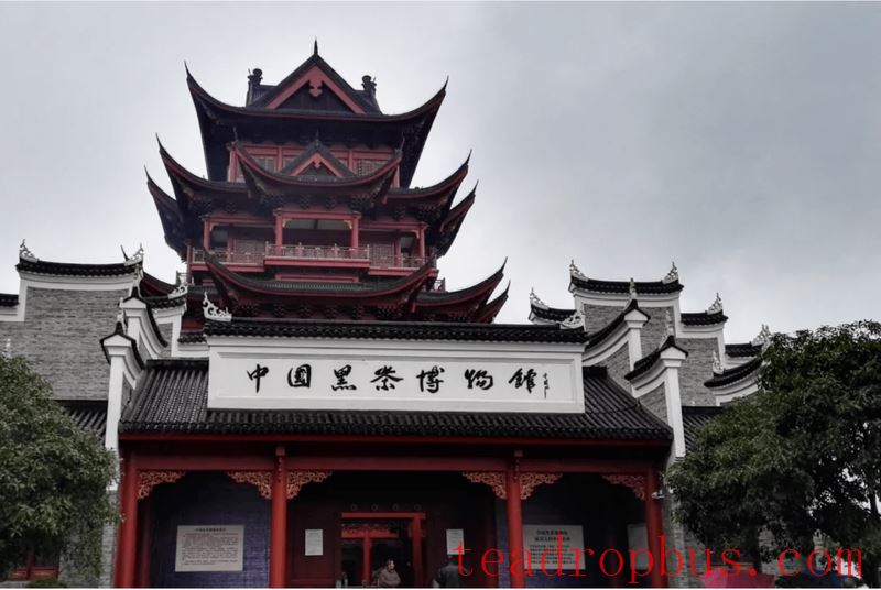 Anhua Black Tea: A Thousand Years of Tea Tradition, Writing a New Chapter-10