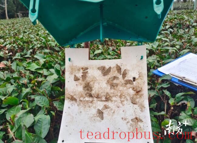 Forecast for Tea Production in Guangdong: Cold Front Next Week, Northern Guangdong Tea Gardens Beware of Low Temperatures and Cold Damage-5