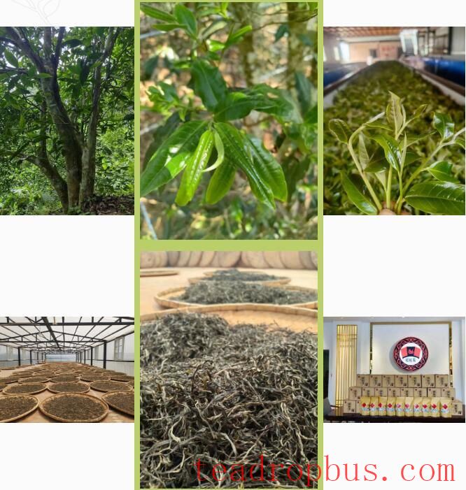 To the Yao District, Yao Ethnic Township: Savoring Spring Tea at 