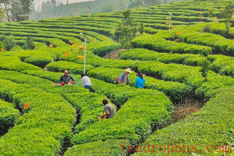 Mengtong: Tea Picking in the Cloudy Tea Sea is in Full Swing-1