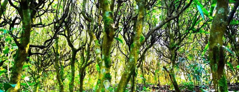 Mojiang Tea: The Taste of Time on the Leaves-1