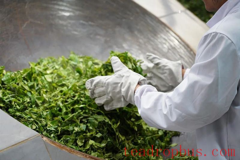 During the Spring Tea Season, the Jingmai Mountain is filled with the sweet fragrance of freshly processed tea.-5