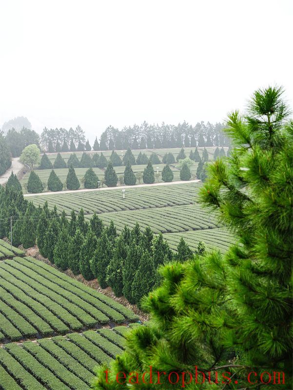 Zhongmin Wei's Tea Estate: A Picturesque and Poetic Landscape-4