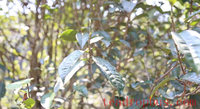 Lao Xu on Tea: The tea trees by the roadside in Pasha Zhongzhai are doing well, and the ancient tea trees in the tea garden have just sprouted!-4